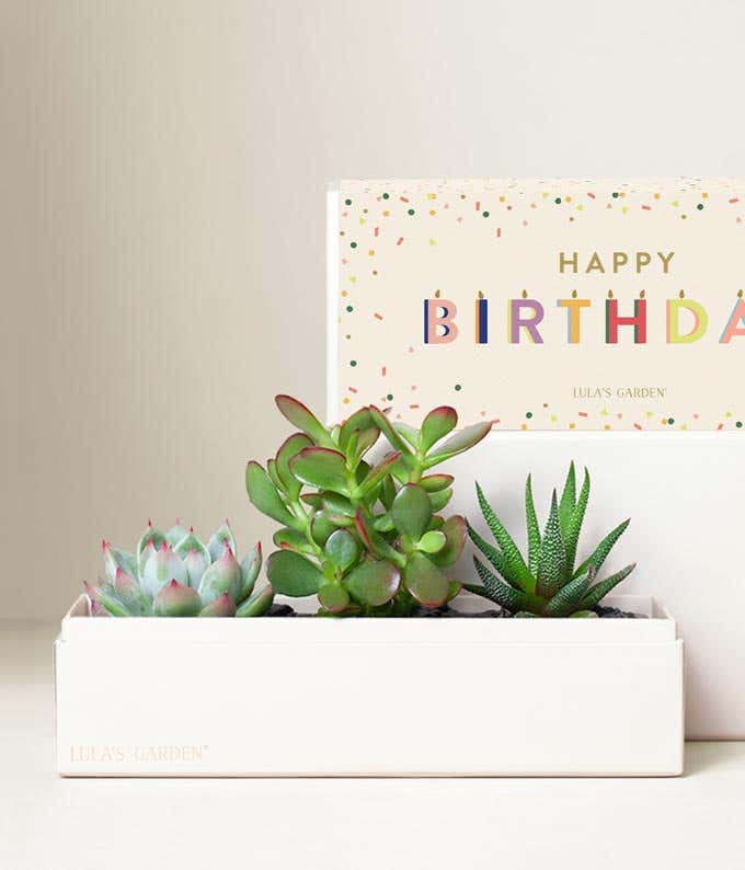 birthday succulent box