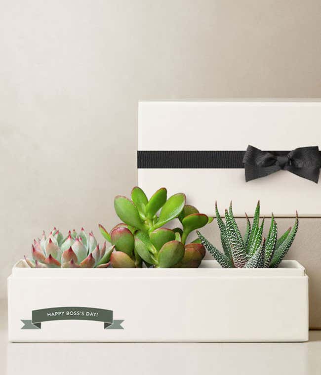 Boss Appreciation Day Jewel Succulent Garden