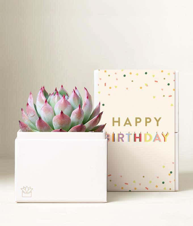 Lula's Garden ® Birthday Bliss Succulent Gift
