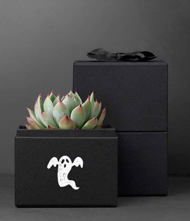 Trick or Treat Bliss Lula's Garden Succulent Gift