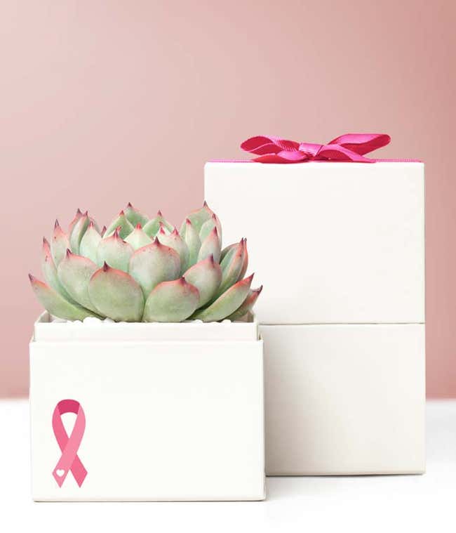 Lula's Garden &reg; Breast Cancer Awareness Bliss Succulent Garden
