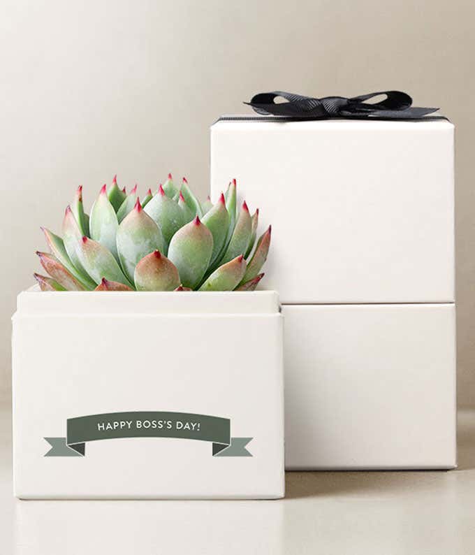 Lula's Garden ®  Boss's Day Bliss