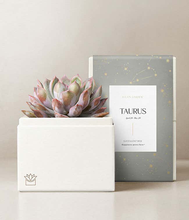 Lula's Garden &reg; Taurus Bliss Succulent Garden 