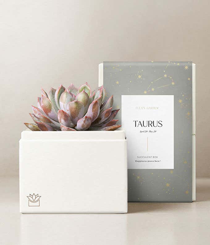 Lula's Garden ® Taurus Bliss Succulent Garden 