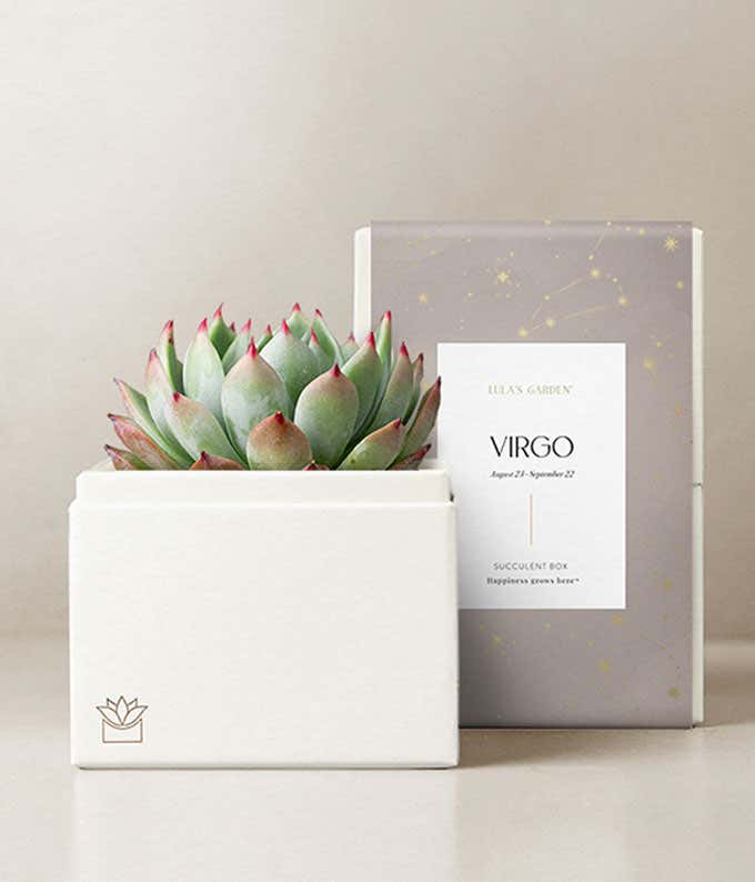 Lula's Garden ® Virgo Bliss Succulent Garden 