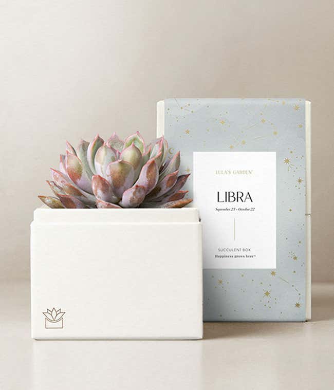Lula's Garden &reg; Libra Bliss Succulent Garden