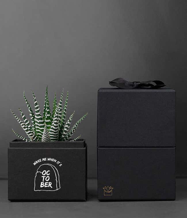 Trick or Treat Zebra Lula's Garden Succulent Gift