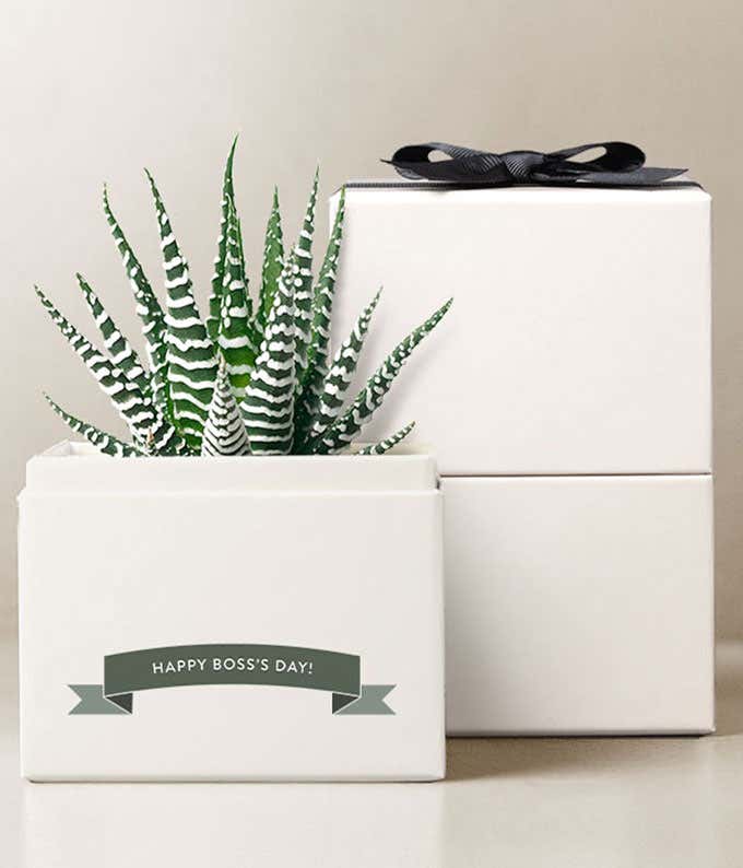 Lula's Garden ® Boss's Day Petite Zebra   