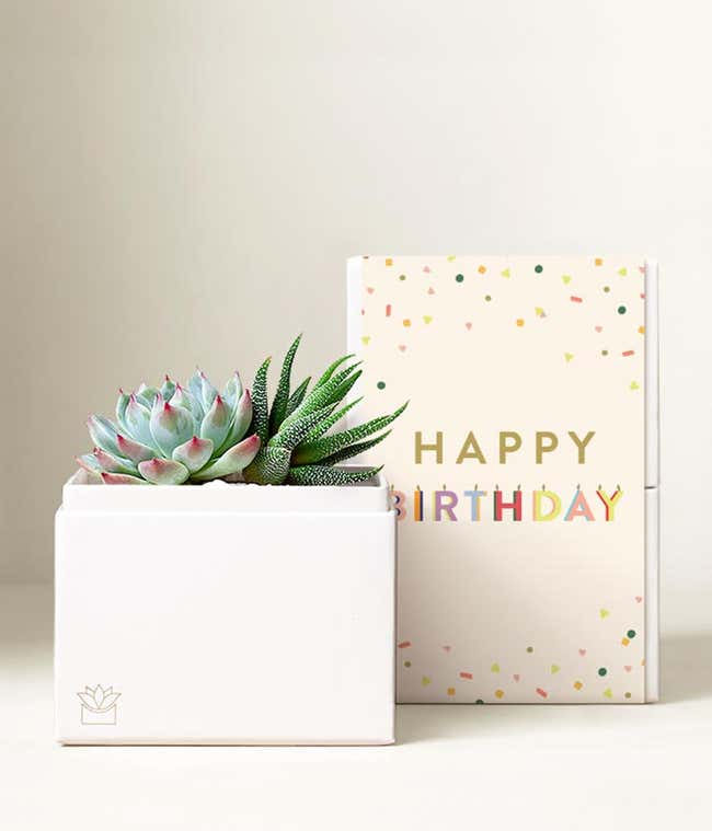 Lula's Garden &reg; Birthday Glow Succulent Gift