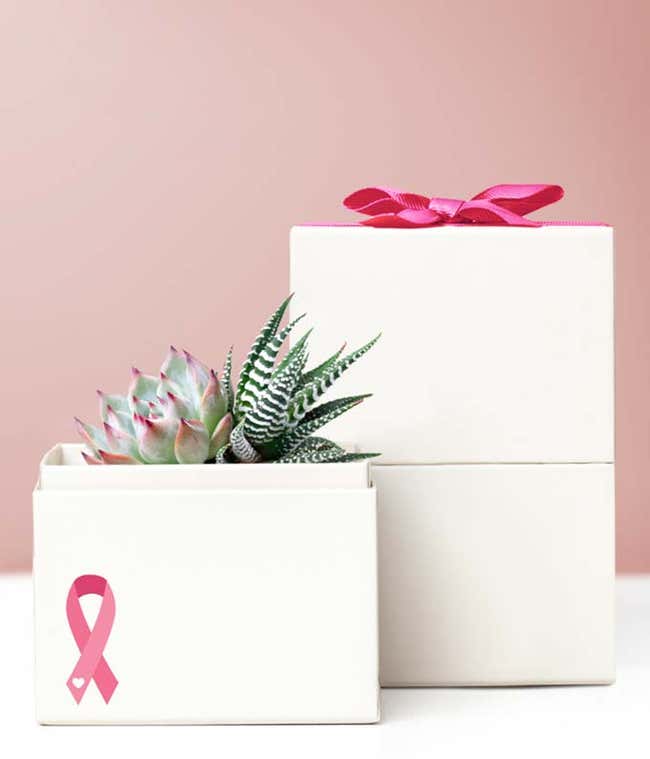 Lula's Garden &reg; Breast Cancer Awareness Glow Succulent Garden