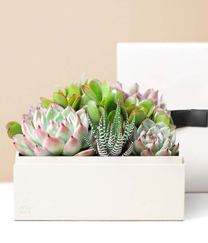 Lula's Garden ® Urban Succulent Garden