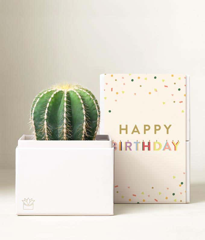 Lula's Garden ® Birthday Cactus Succulent Box