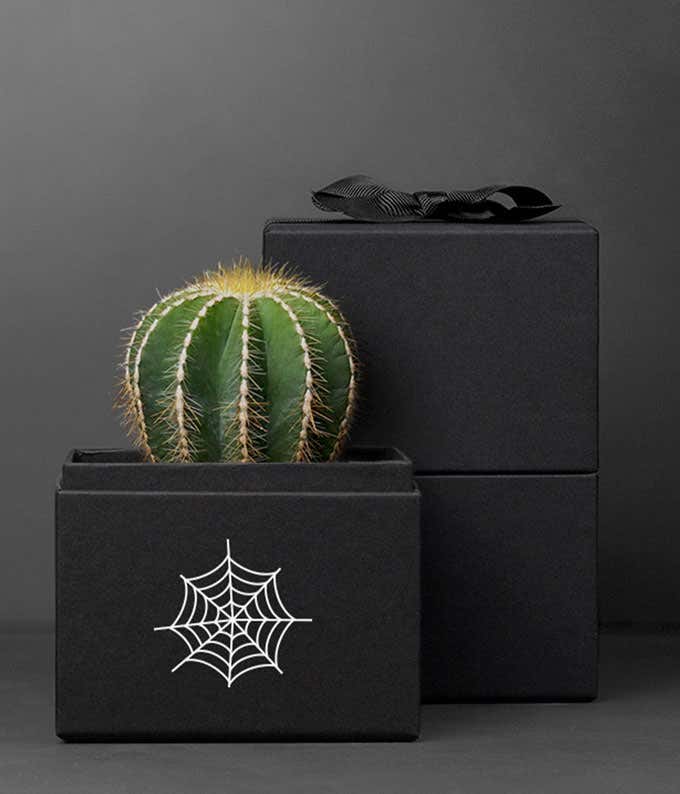 Lula's Garden ®  Halloween Cacti Noir