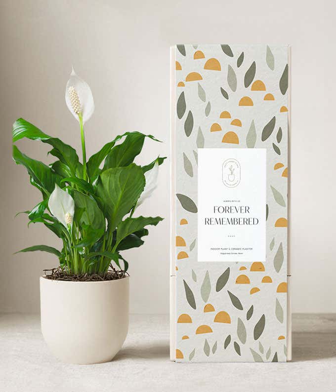 Lula's Garden ® Sympathy Peace Lily Plant 