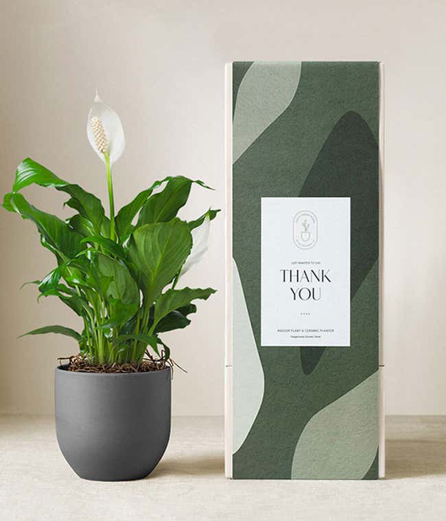 Peace lily plant with white blooms in a matte dark gray ceramic pot, displayed next to a green gift box with abstract patterns and a label that reads Thank You.