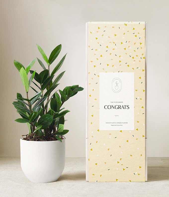 ZZ plant with glossy green leaves in a matte white ceramic pot, displayed next to a celebratory yellow gift box with scattered confetti pattern and a label that reads Congrats.