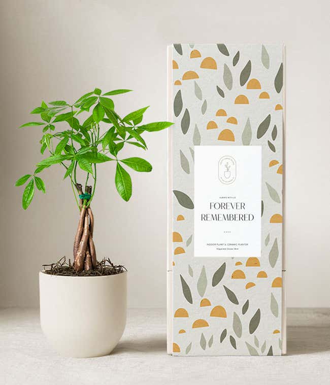 Lula's Garden &reg; Sympathy Money Tree Plant