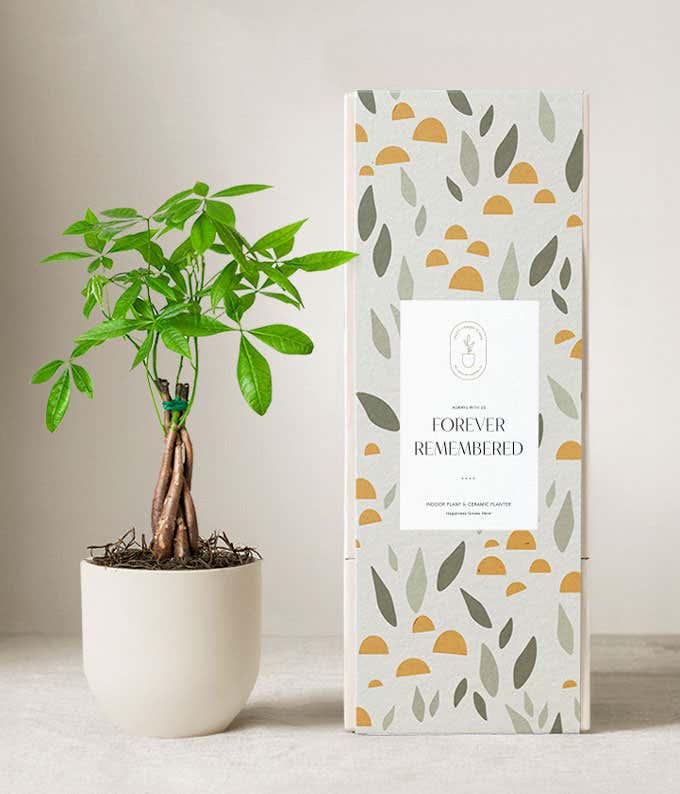 Lula's Garden ® Sympathy Money Tree Plant