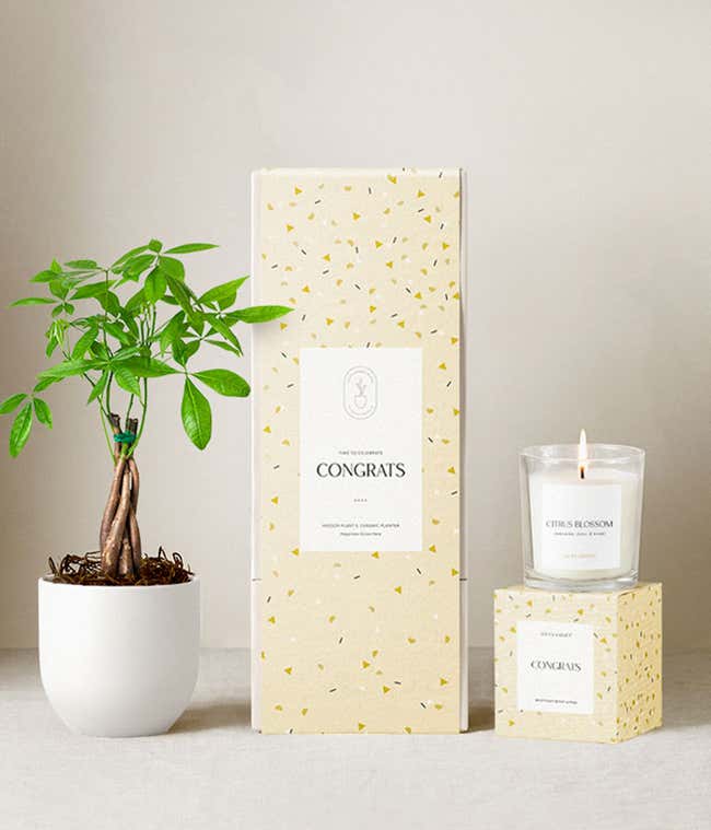 Congratulations gift set featuring a money tree in a white ceramic planter, a citrus blossom scented candle, and a cream and yellow confetti-patterned gift box labeled Congrats