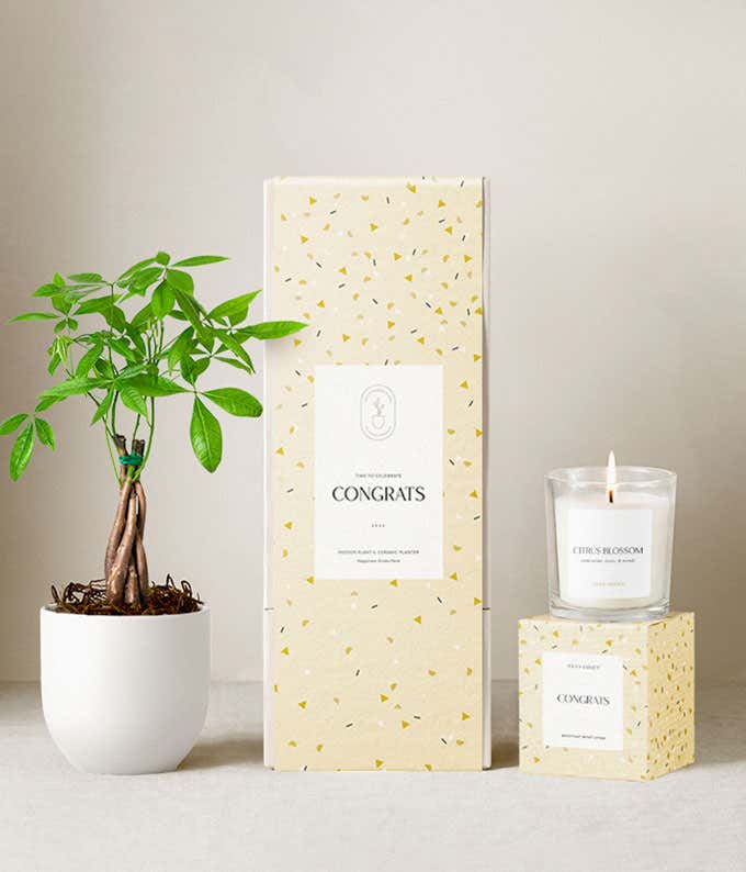 Congratulations gift set featuring a money tree in a white ceramic planter, a citrus blossom scented candle, and a cream and yellow confetti-patterned gift box labeled Congrats