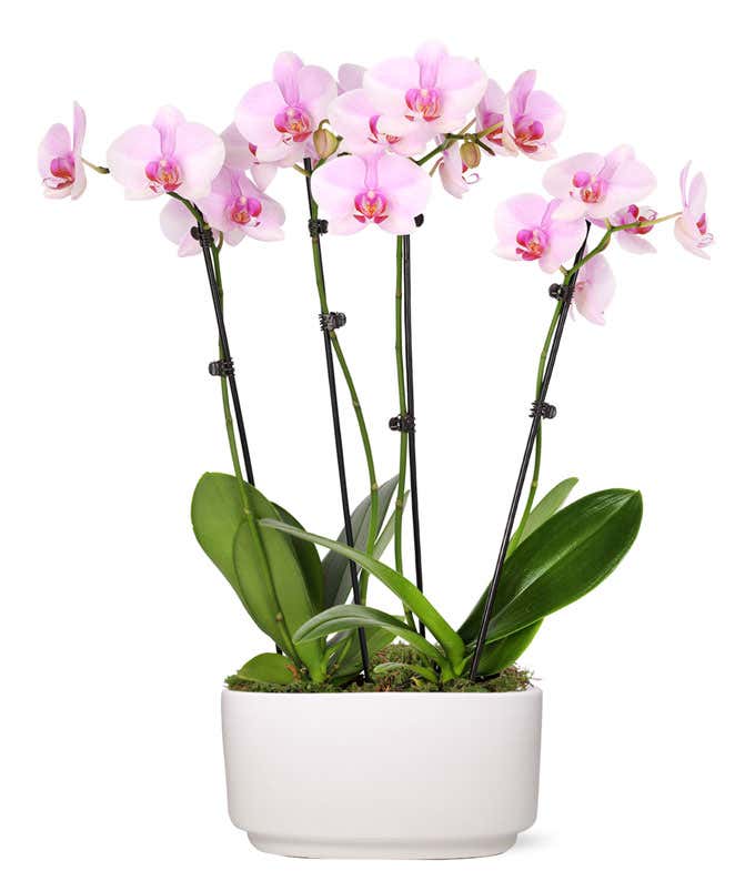 Large purple orchid delivered