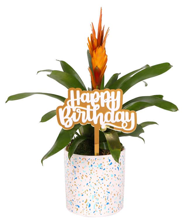 Vibrant bromeliad plant with green foliage and an orange-red bloom, displayed in a festive white planter with a colorful confetti pattern, topped with a gold 
