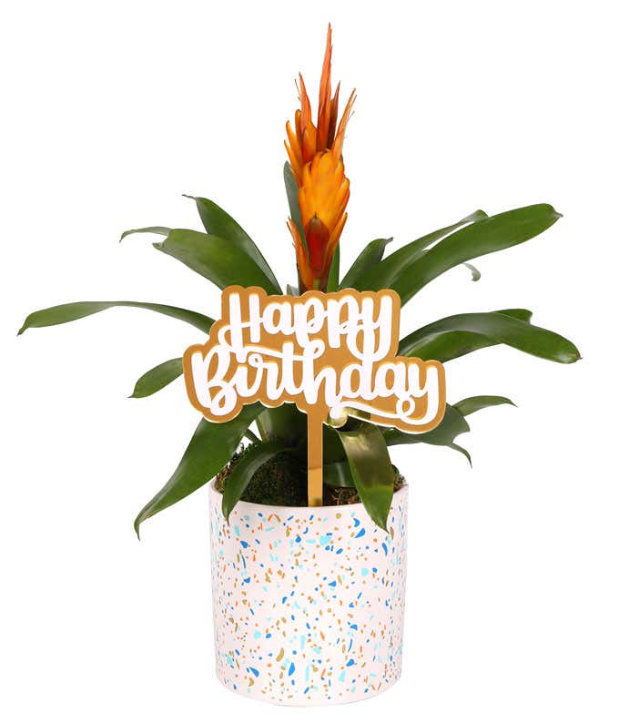 Vibrant bromeliad plant with green foliage and an orange-red bloom, displayed in a festive white planter with a colorful confetti pattern, topped with a gold 