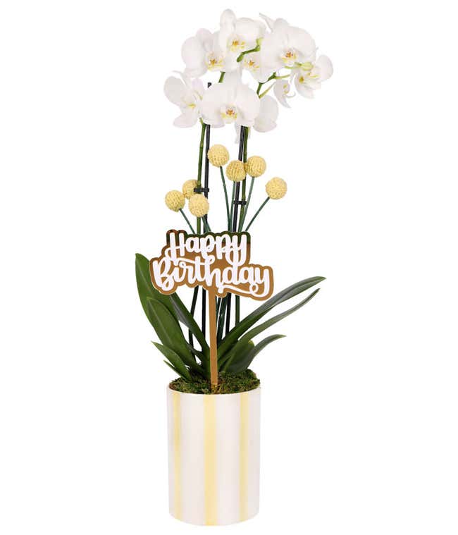 White orchid plant with delicate blooms and lush green leaves, accented with yellow billy balls and a gold 