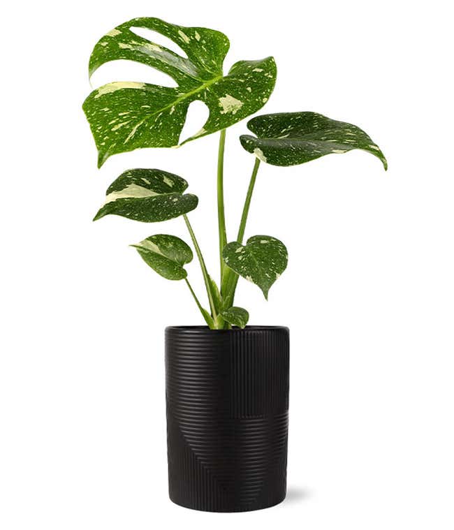 Variegated monstera plant with striking green and cream-splashed leaves, displayed in a sleek black textured cylindrical planter.