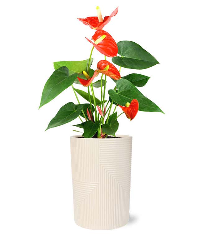 Anthurium plant with vibrant orange, heart-shaped flowers and glossy green leaves, displayed in a textured white cylindrical planter