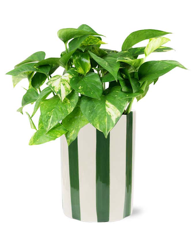 Variegated ivy plant with trailing green and white leaves in a white ceramic planter featuring bold vertical green stripes.