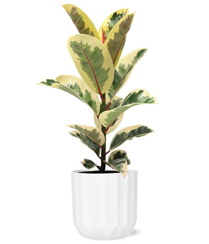 Variegated Ficus Elastica Tineke plant with cream, green, and yellow patterned leaves and red stems, displayed in a white ribbed planter.
