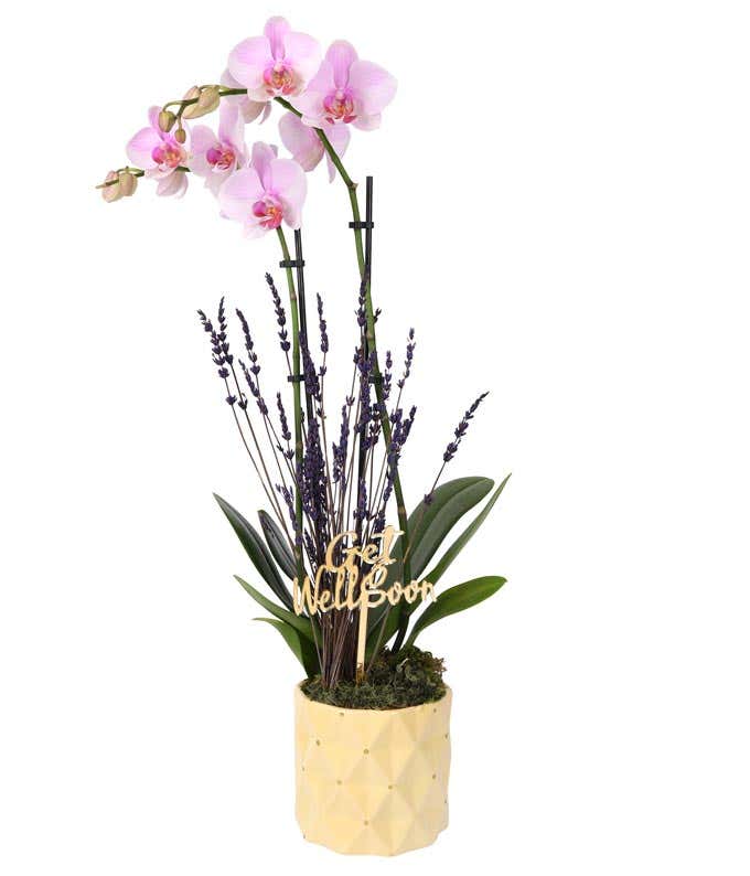White orchid plant with vibrant green leaves, accented by sprigs of purple lavender and displayed in a textured gold ceramic planter with a Get Well Soon Pick.