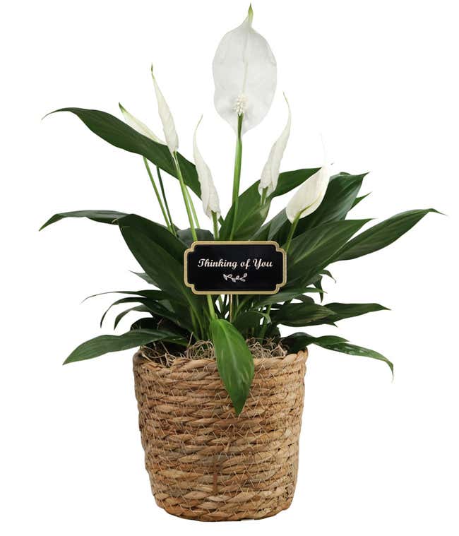 Peace lily plant with dark green leaves and white blooms displayed in a woven basket planter, topped with a 