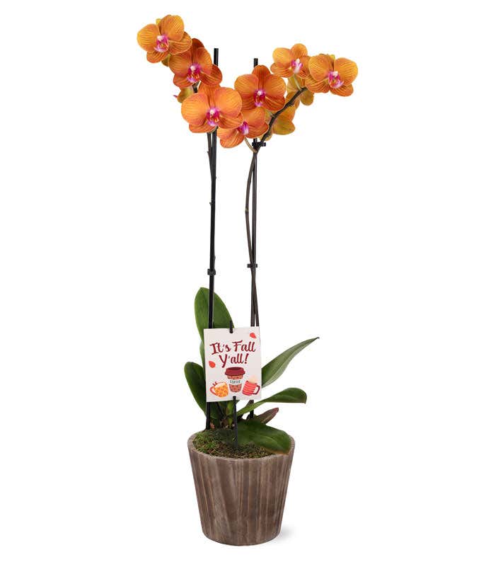 Orange orchid plant with vibrant blooms in a rustic brown container, accented with an “It’s Fall Y’all” pick featuring autumn-themed illustrations.