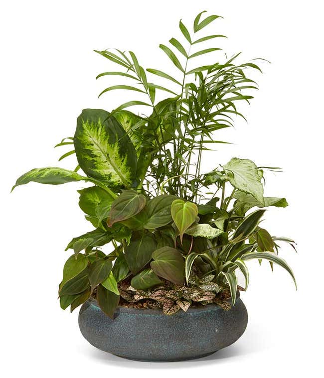 Lush dish garden featuring a variety of green foliage plants with mixed leaf shapes and patterns, arranged in a round, dark ceramic planter