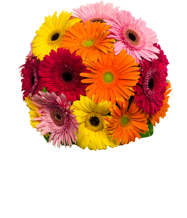 Partial image of Gerbera Daisy Rainbow Bouquet featuring fresh daisies in a spectrum of colors from yellow to pink and red, perfect for any occasion. without vase.