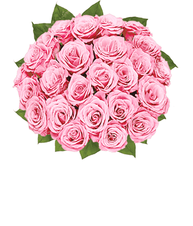 Partial image of Two dozen long stem pink roses without vase.