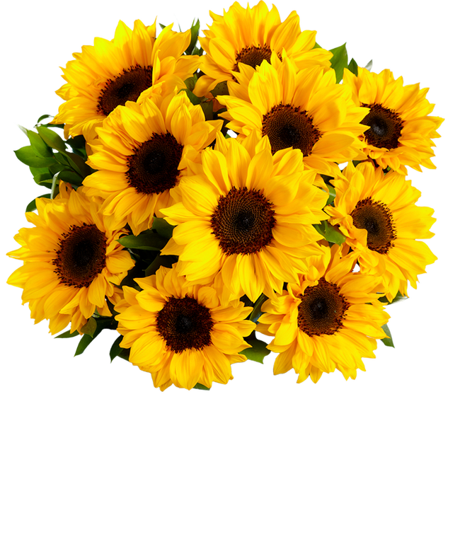 Partial image of Bouquet of vibrant sunflowers arranged in a clear glass vase. without vase.